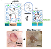 Mechanically Active Biocompatible Materials for Applying Contraction to Cells and Tissues