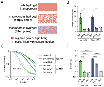 Macroporous Alginate Hydrogels with Tunable Mechanics