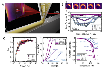 Spatially Programmed Alignment and Actuation in Printed Liquid Crystal Elastomers