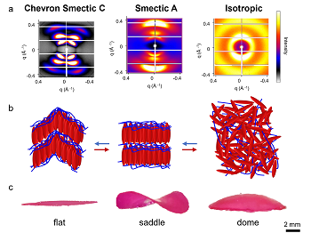 Programming Liquid Crystal Elastomers for Multistep Ambi-Directional Deformability