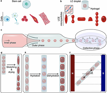 Towards Differentiation in Untethered Microactuators: A Soft Fabrication Strategy